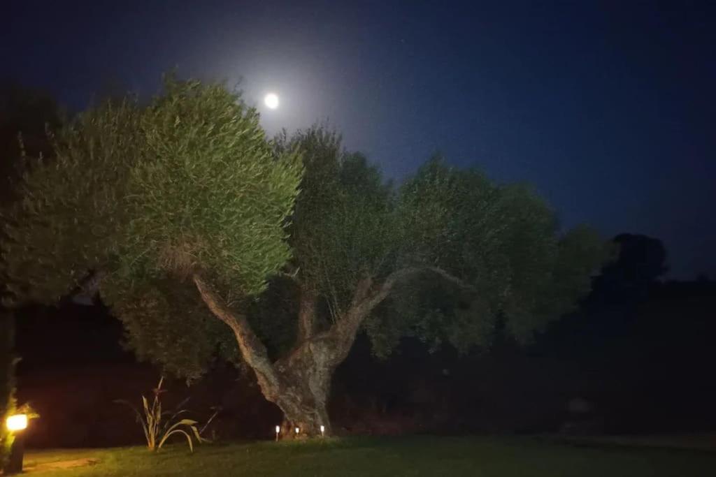 Casa Los Olivos 阿尔科斯-德拉弗龙特拉 外观 照片